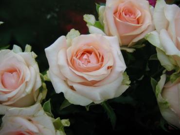 今日のピンクバラ｜「フローリストちんかえん」　（兵庫県神戸市中央区の花キューピット加盟店 花屋）のブログ