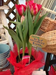 春の球根たち｜「フローリストちんかえん」　（兵庫県神戸市中央区の花キューピット加盟店 花屋）のブログ