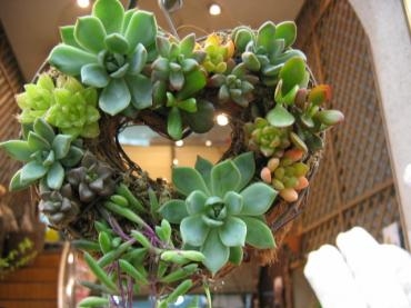 人気ですね！　多肉植物！！｜「フローリストちんかえん」　（兵庫県神戸市中央区の花キューピット加盟店 花屋）のブログ