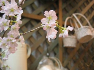 やっぱり！　枝物が好き！！｜「フローリストちんかえん」　（兵庫県神戸市中央区の花キューピット加盟店 花屋）のブログ