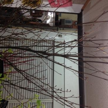 春のいぶき｜「フローリストちんかえん」　（兵庫県神戸市中央区の花キューピット加盟店 花屋）のブログ