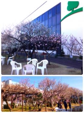 アーモンド祭り｜「フローリストちんかえん」　（兵庫県神戸市中央区の花キューピット加盟店 花屋）のブログ