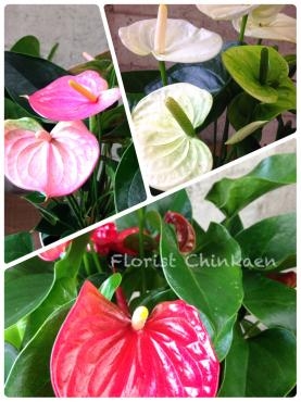 夏の花が入荷しました！｜「フローリストちんかえん」　（兵庫県神戸市中央区の花キューピット加盟店 花屋）のブログ